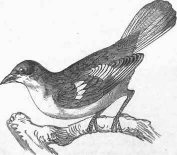 Plant Cutter (Phytotoma rara).