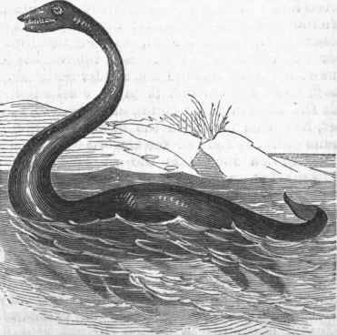 Plesiosaurus dolichodeirus (restored).