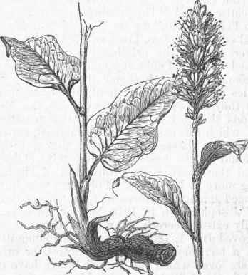 Polygonum bistorta.