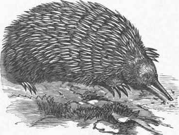 Porcupine Ant Eater (Echidna aculeata).