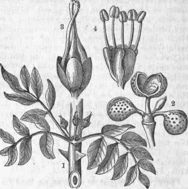 Prickly Ash (Xanthoxylum Americanum). 1. Pistillate flowers and leaves of the natural size at flowering time.