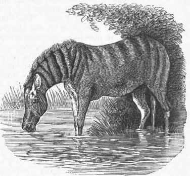 Quagga (Asinus quagga).