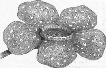Rafflesia Arnoldi.