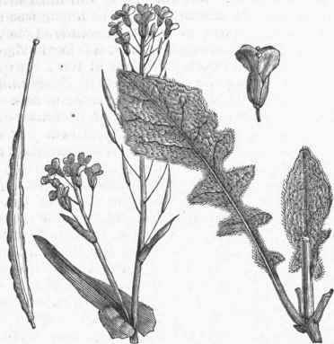 Rape (Brassica campestris, var. rapa).