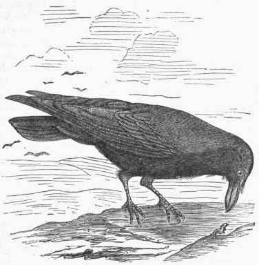 Raven (Corvus corax).
