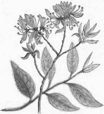 Rhodora Canadensis.