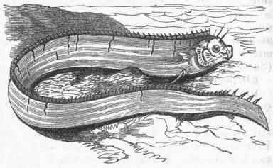 Ribbon Fish (Gymnetrus Hawkenii).