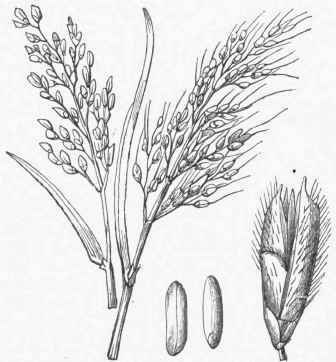 Rice (Oryza sativa), bearded and beardless varieties. Separate Spikelet enlarged.