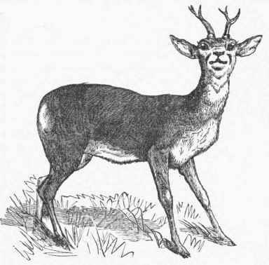 Roebuck (Capreolus capraea).