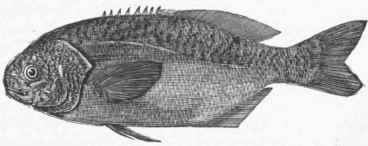 Rudder Fish (Palinurus perciformis).