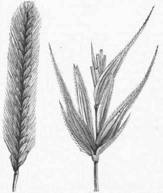 Rye (Secale cereale).   Head reduced, and single Spikelet enlarged.