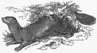 Sable (Mustela zibellina).