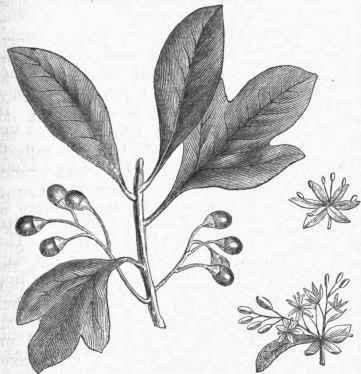 Sassafras officinale Leaves, Flowers, and Fruit.