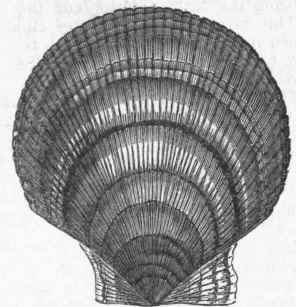 Scallop (Pecten Islandicus).