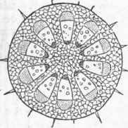 Section of Melon Stem. Bundles of Wood Fibre surrounded by Cellular Tissue.