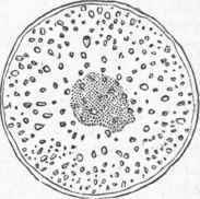 Section of a Mono cotyledonous Stem (Indian Corn).