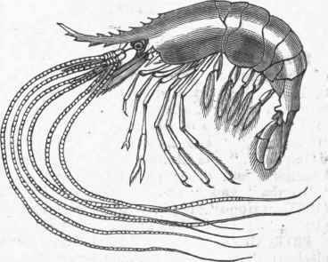 Serrated Prawn (Palaemon serratus).