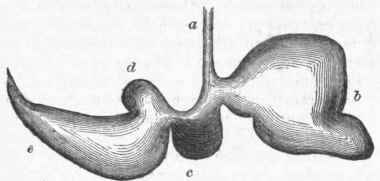 Stomach of a Sheep.