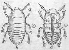 Type Gallicola. a, b. Newly hatched larva, ventral and dorsal view. Natural sizes in circles at sides.