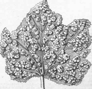 Under Side of Leaf covered with Galls.