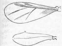 Upper and Under Wings of Phylloxera.