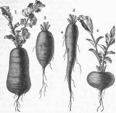 Varieties of Radish. 1. Chinese Winter. 2. Olive shaped. 3. Long. 4. Turnip shaped.
