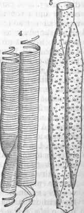 Vessels and Ducts from the Stem of a Melon.