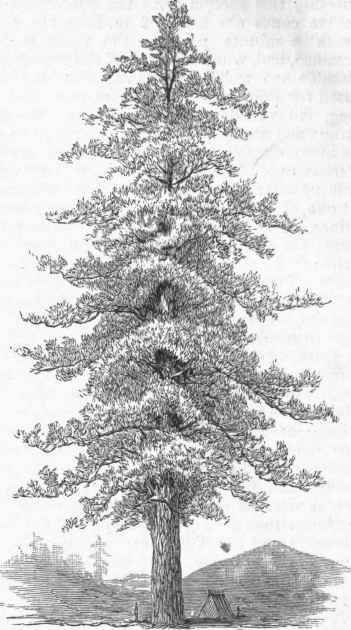 Western Yellow Pine (Pinus ponderosa).