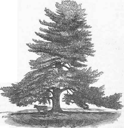 White Pine (Pinus strobus).