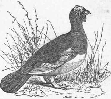 Willow Grouse (Lagopus albus).