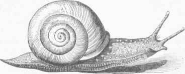 American Snail (Helix albolabris).