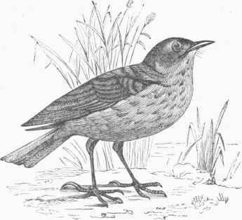 American Titlark (Antlms Ludovicianus).