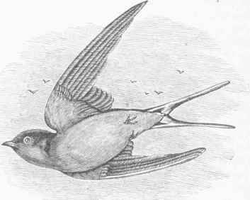 Barn Swallow (Hirundo horreorum).