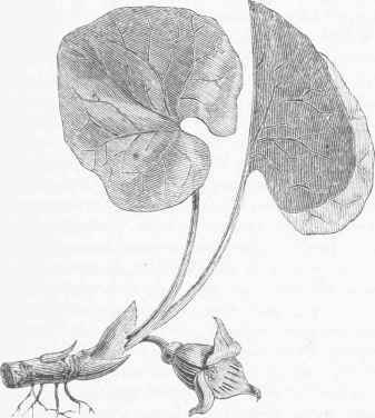 Canada Snakeroot (Asarum Canadense).