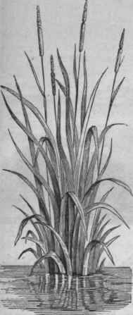 Cat tail (Typha latifolia).