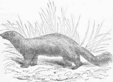 Common Skunk (Mephitis mephitica).