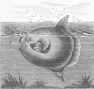 Common Sun Fish (Orthagoriscus mola).