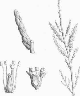 Common Tamarisk (Tamarix Gallica).