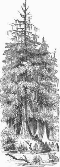 Deciduous Cypress (Taxodium distichum).