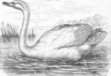 European Tame Swan (Cygnus olor).