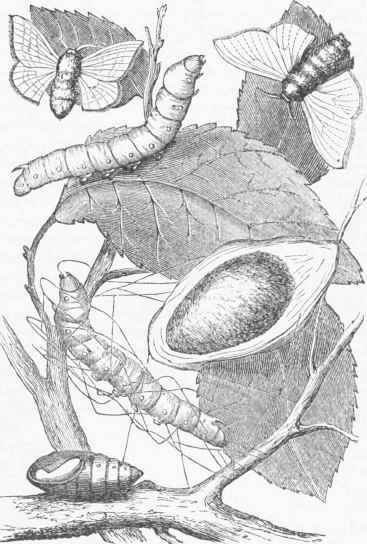 Larva, Pupa, Cocoon, and Moth of Bombyx mori.