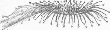Leaf of Hound leaved Sundew, viewed laterally. (Magnified four times).