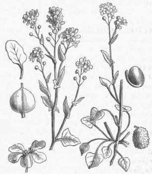 Scurvy Grass (Cochlearia officinalis).