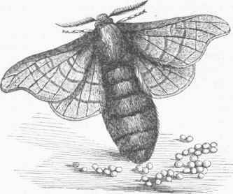 Silkworm Moth, Feinale.