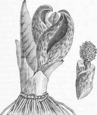 Skunk Cabbage (Symplocarpus foetidus).