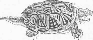 Snapping Turtle (Chelydra serpentina).