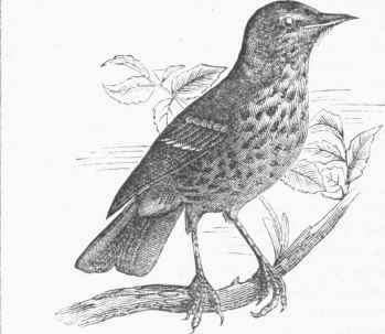 Song Thrush or Mavis (Turdus musicus).