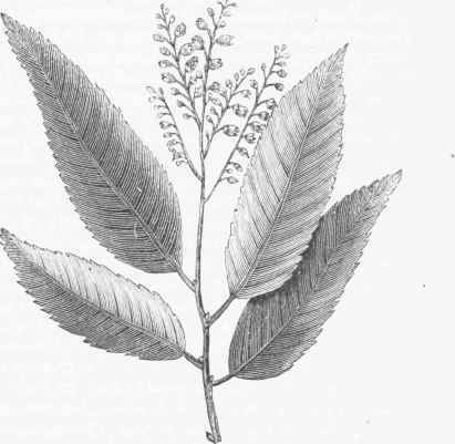 Sorrel Tree (Oxydendrum arboreum).