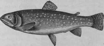 Speckled Trout (Salmo fontinalis).