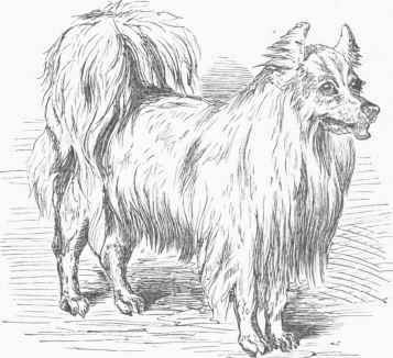 Spitz Dog.